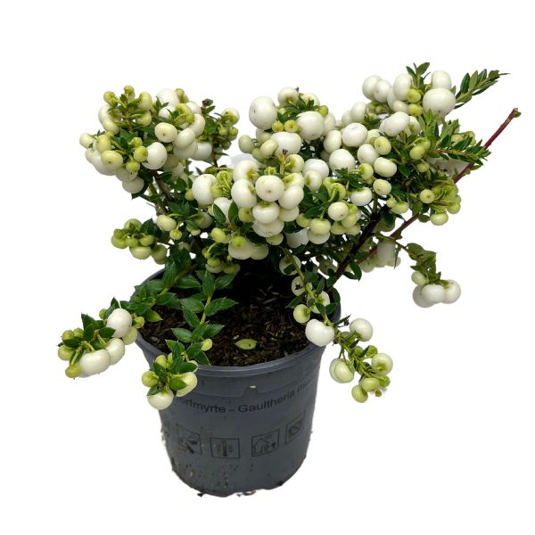 Bärljung i kruka grön/vit växt för uteplats eller balkong