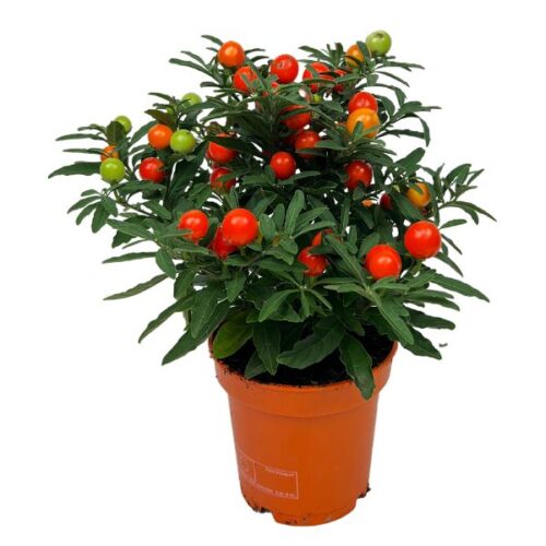 Solanum i kruka orangeröd växt för uteplats eller balkong