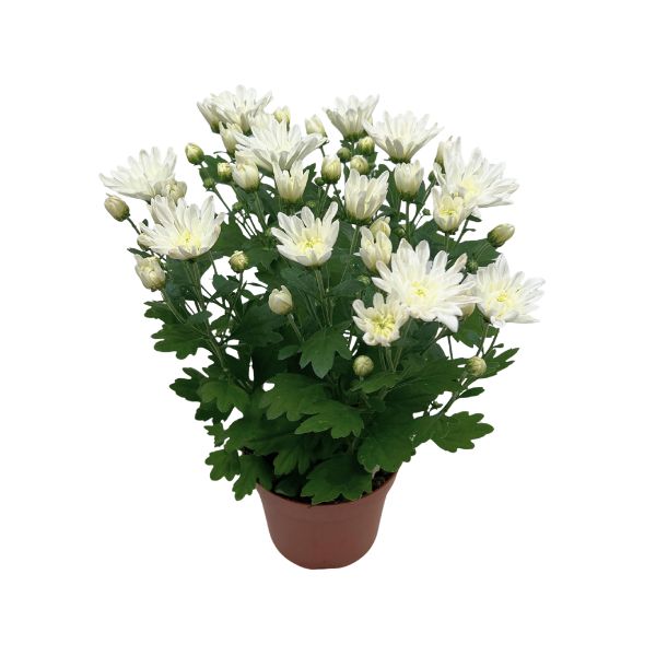 blomma vit krysantemum